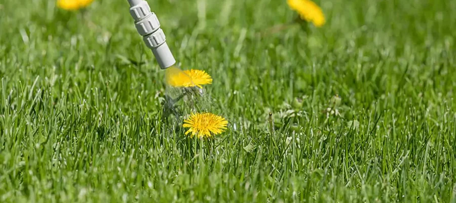 Green grass with yellow flowers