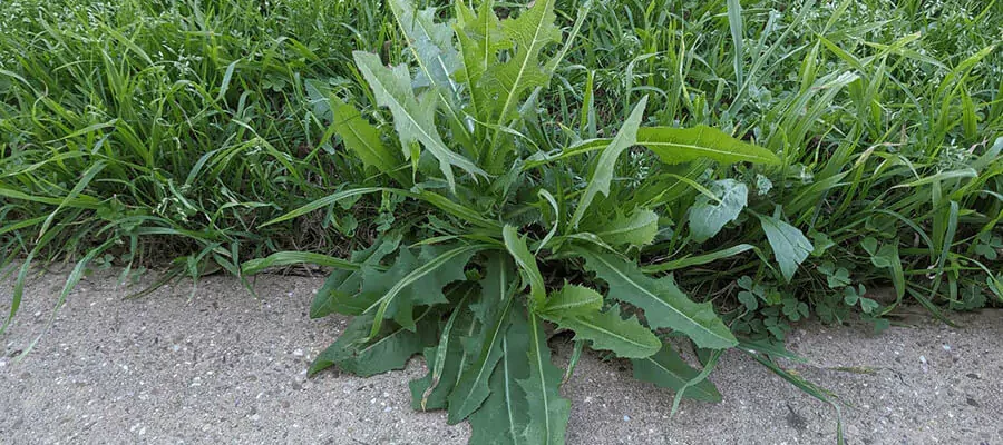 green grass