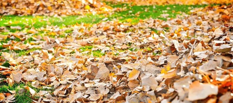 lots of brown leaves over the lawn